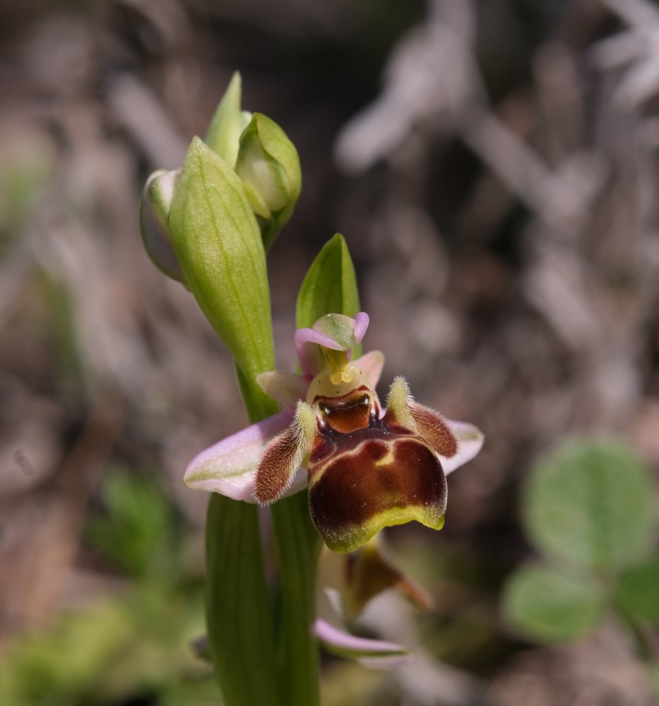 Orchidee di Marzo - Dalla Grecia con passione